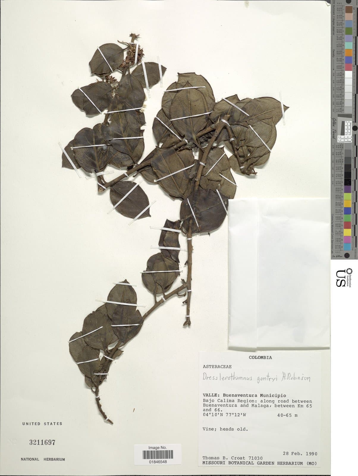 Dresslerothamnus gentryi H.Rob.