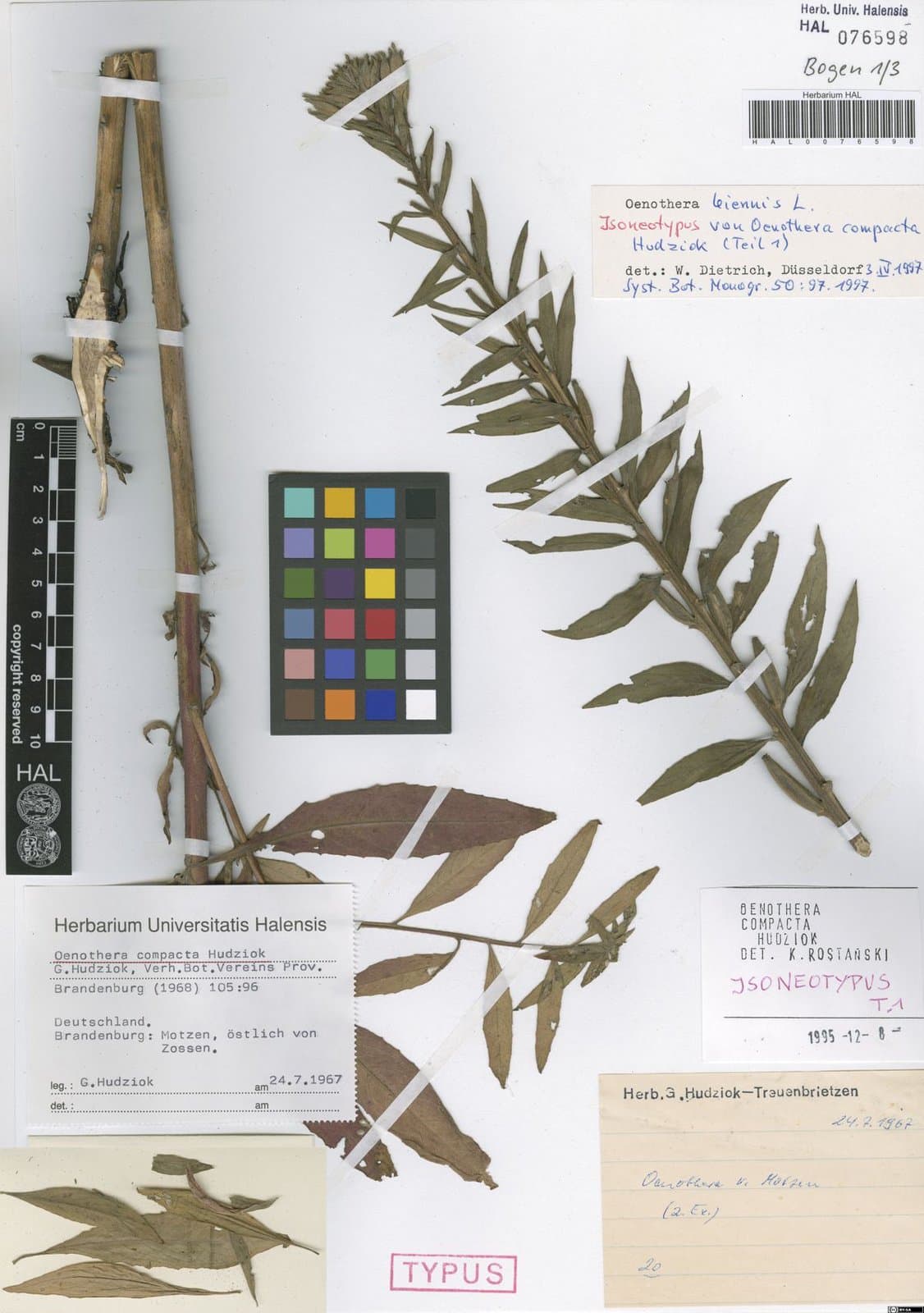 Oenothera ×compacta Hudziok