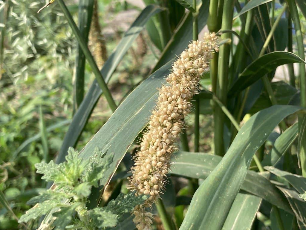 Setaria italica (L.) P.Beauv.