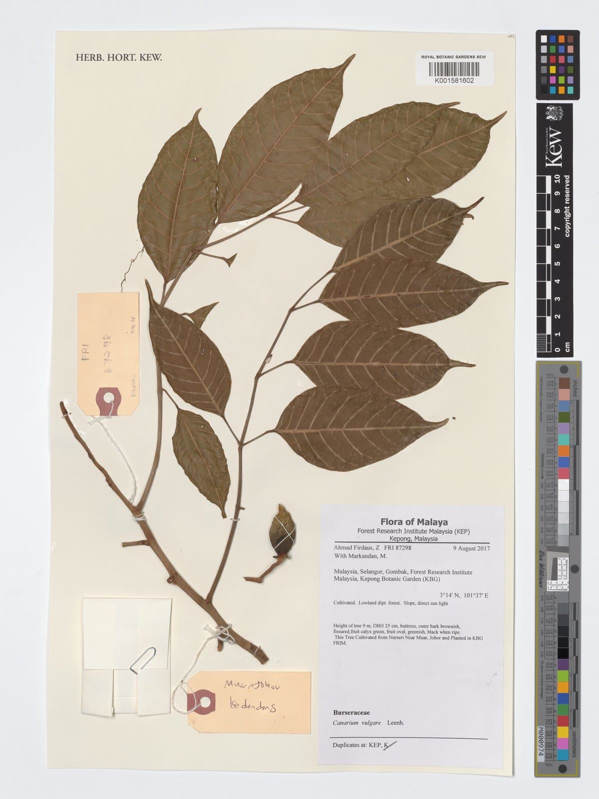 Canarium vulgare Leenh.