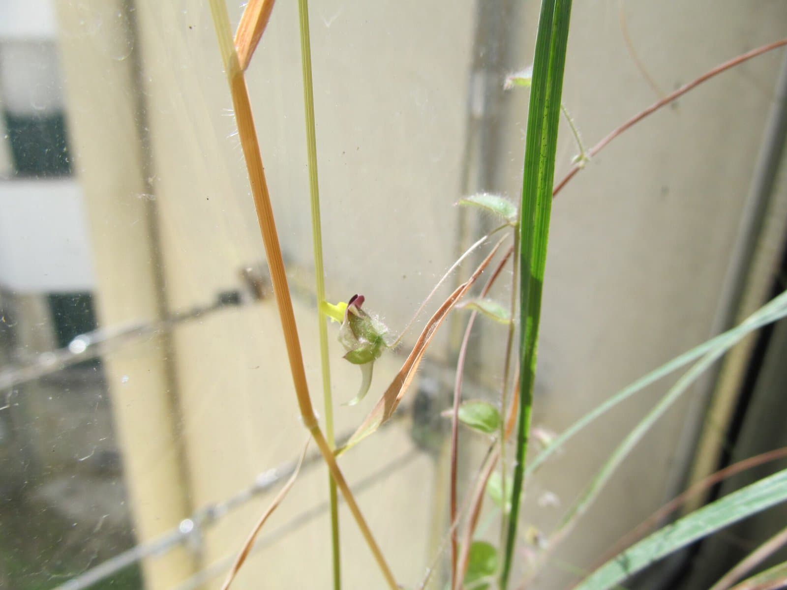 Kickxia spuria subsp. integrifolia (Brot.) R.Fern.