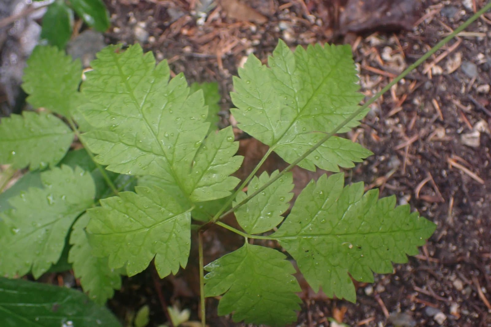 Osmorhiza purpurea (J.M.Coult. & Rose) Suksd.