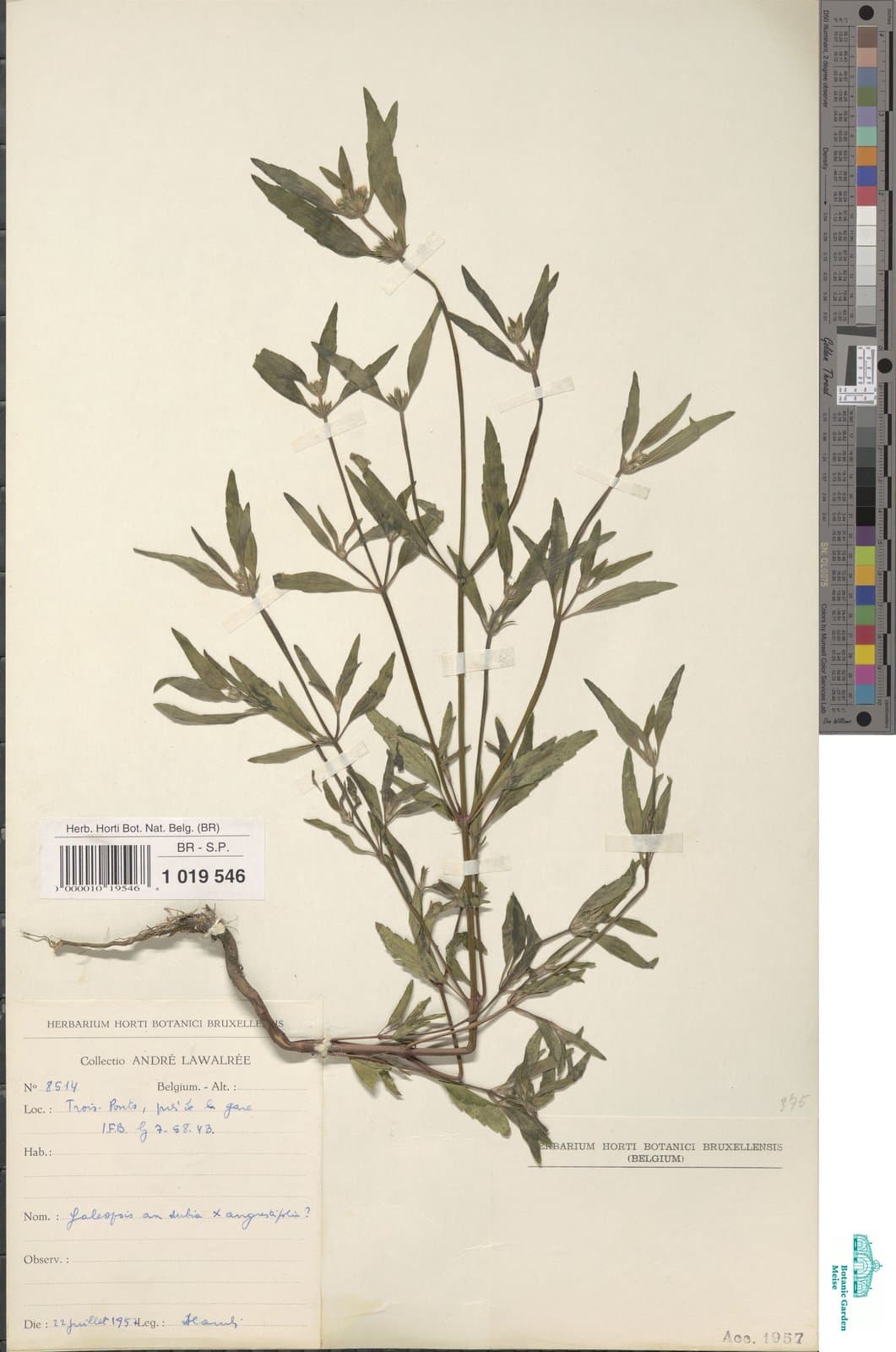 Galeopsis ×haussknechtii Ludw.