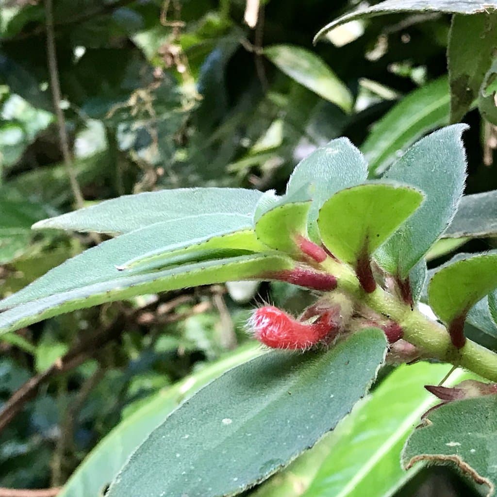 Nematanthus fissus (Vell.) L.E.Skog