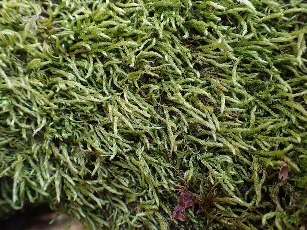 Plasteurhynchium striatulum (Spruce) M.Fleisch.