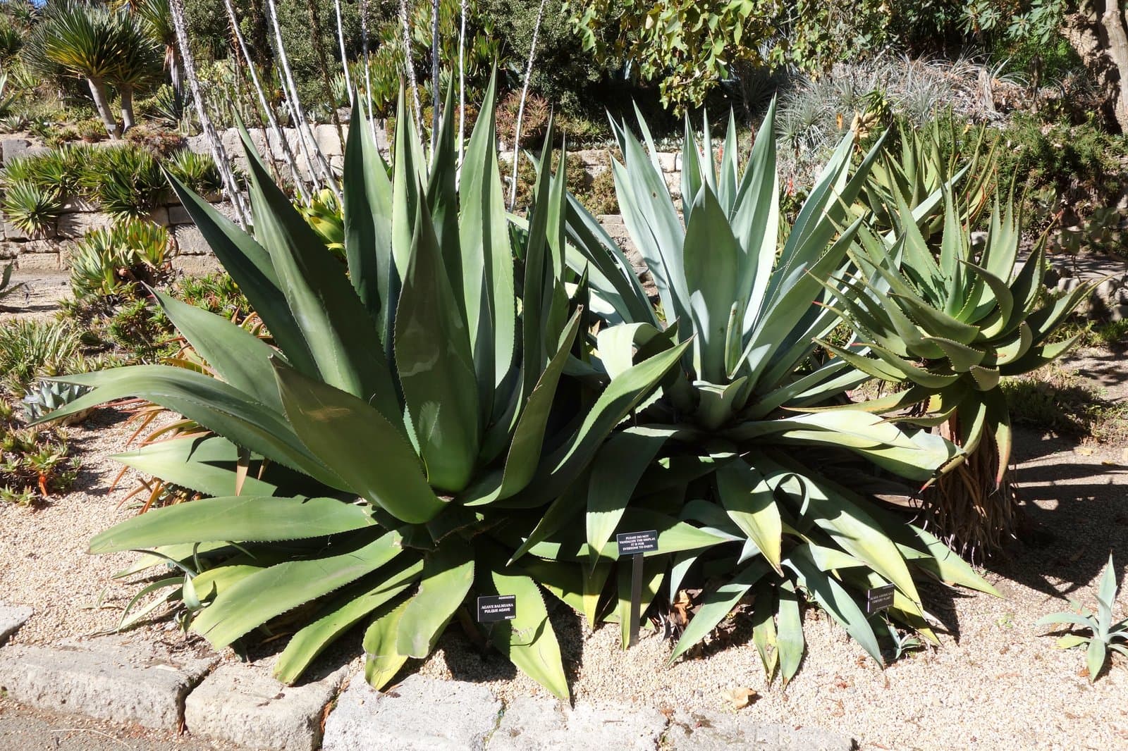 Agave salmiana Otto ex Salm-Dyck
