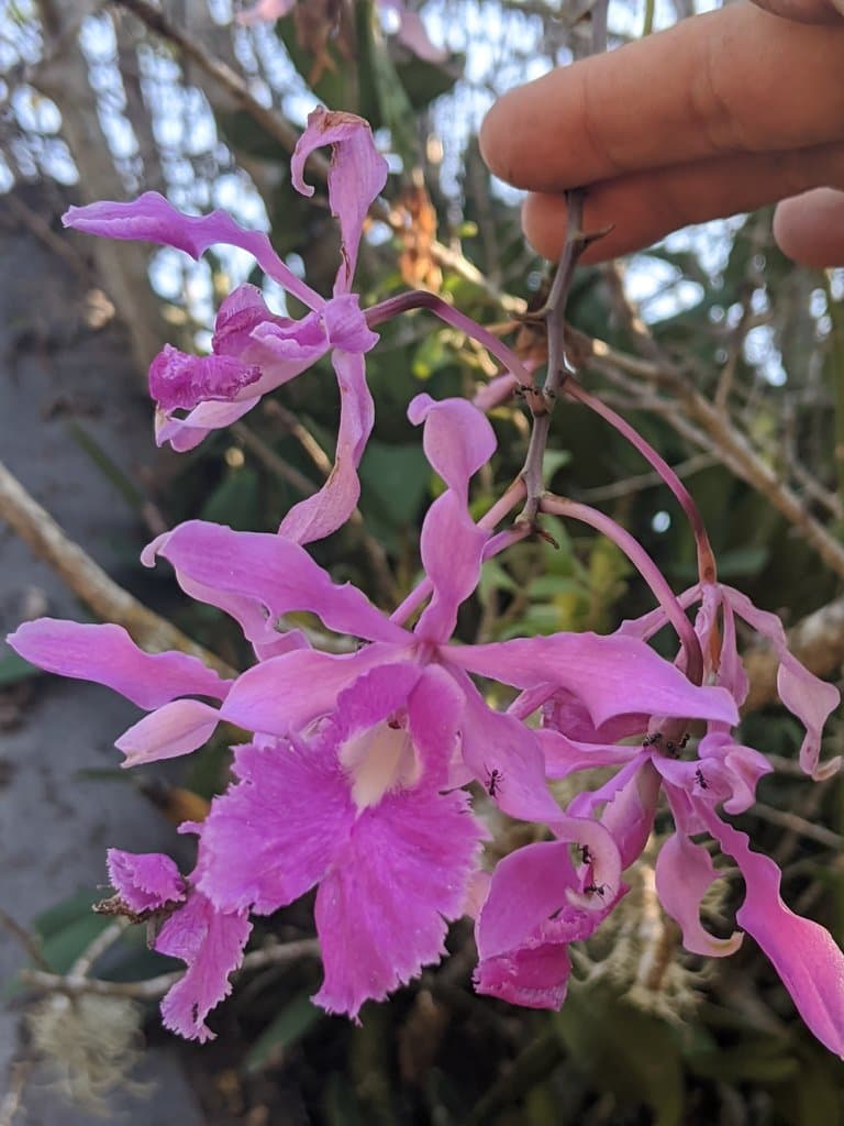 Myrmecophila galeottiana (A.Rich.) Rolfe