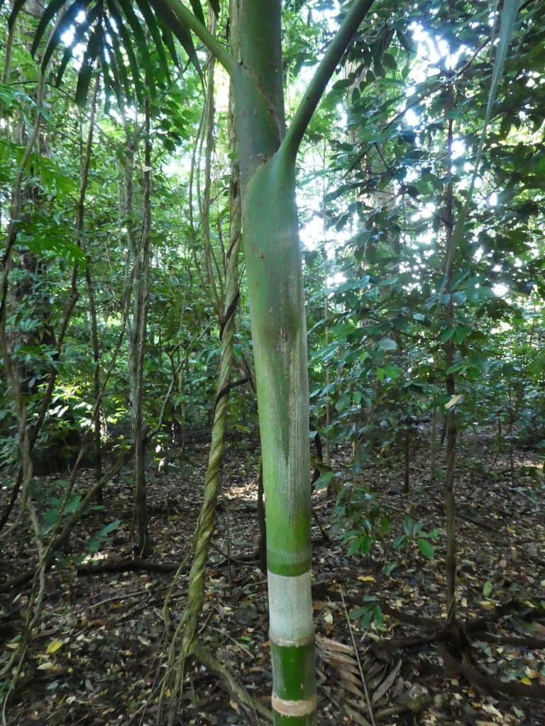 Ptychosperma elegans (R.Br.) Blume