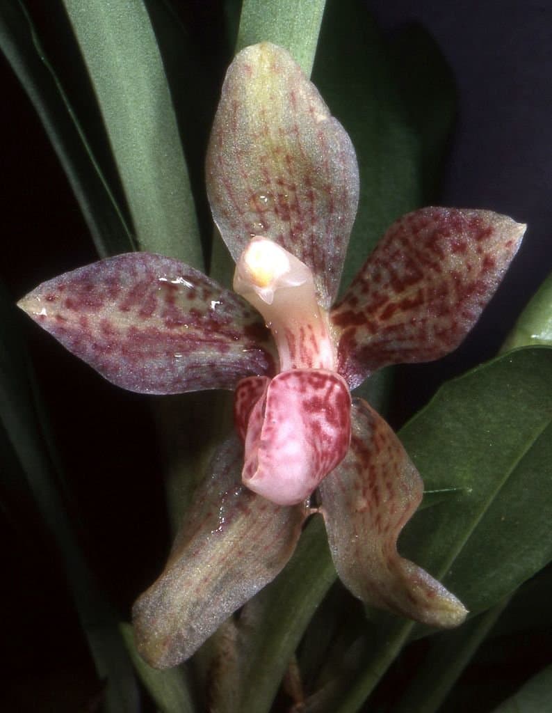 Stenia vasquezii Dodson