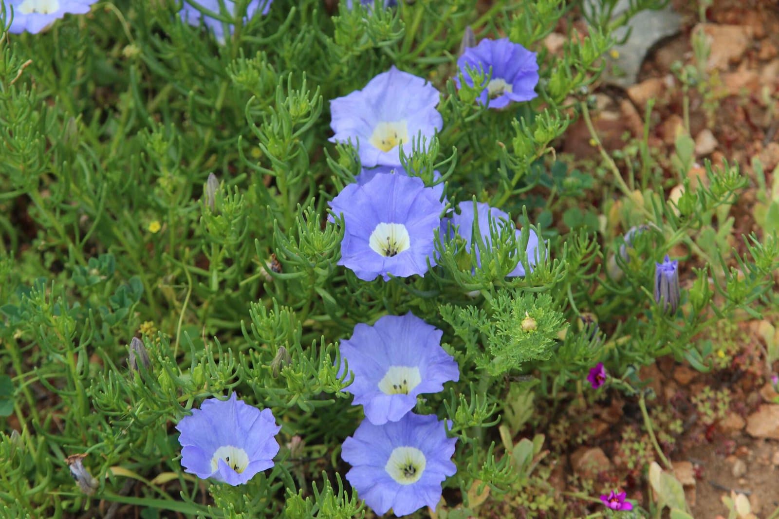 Nolana filifolia (Hook. & Arn.) I.M.Johnst.