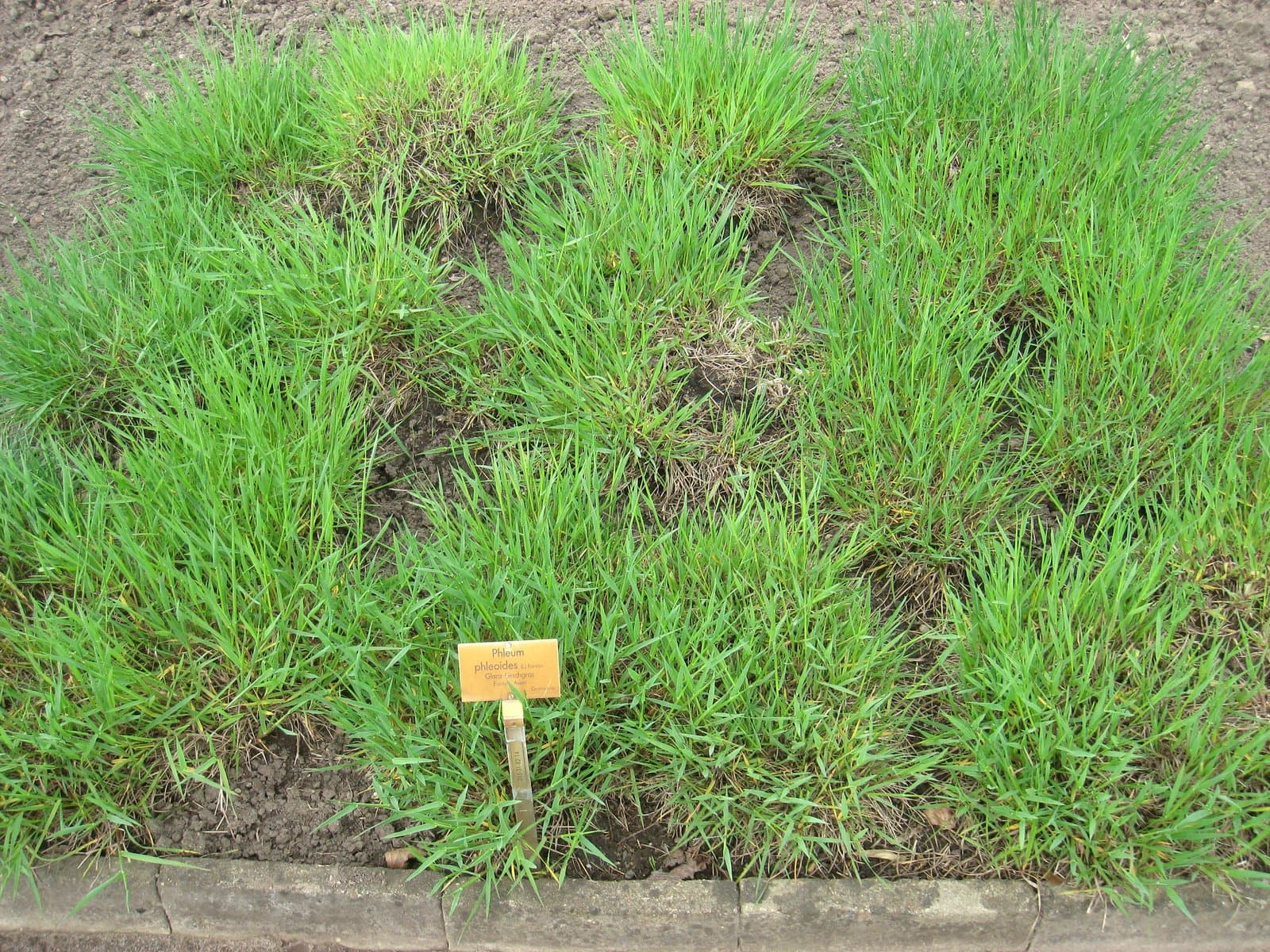 Phleum phleoides (L.) H.Karst.