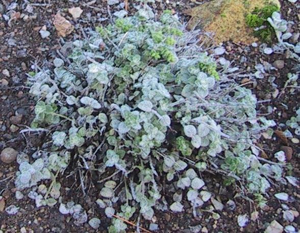Origanum dictamnus L.