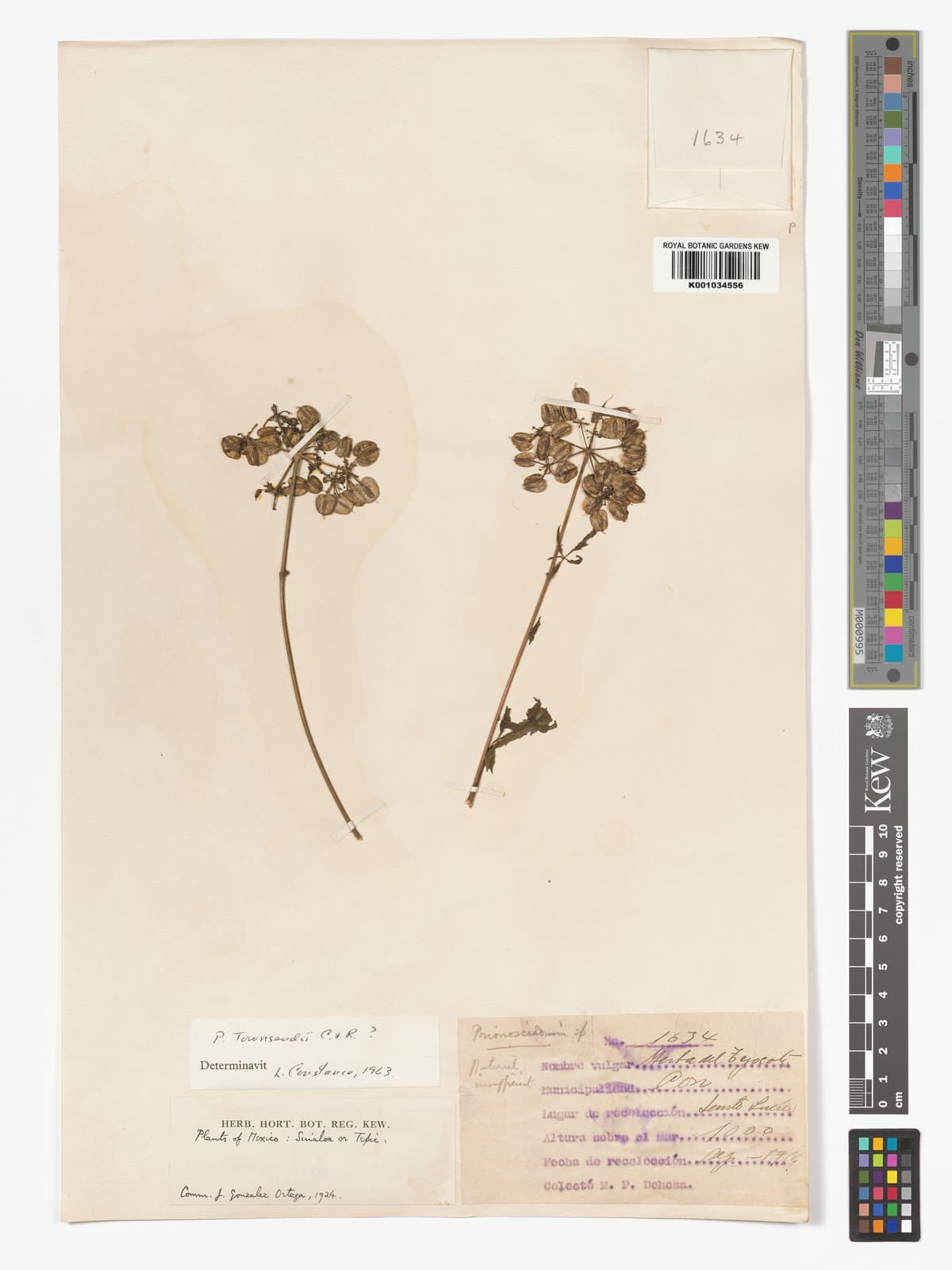 Prionosciadium townsendii Rose