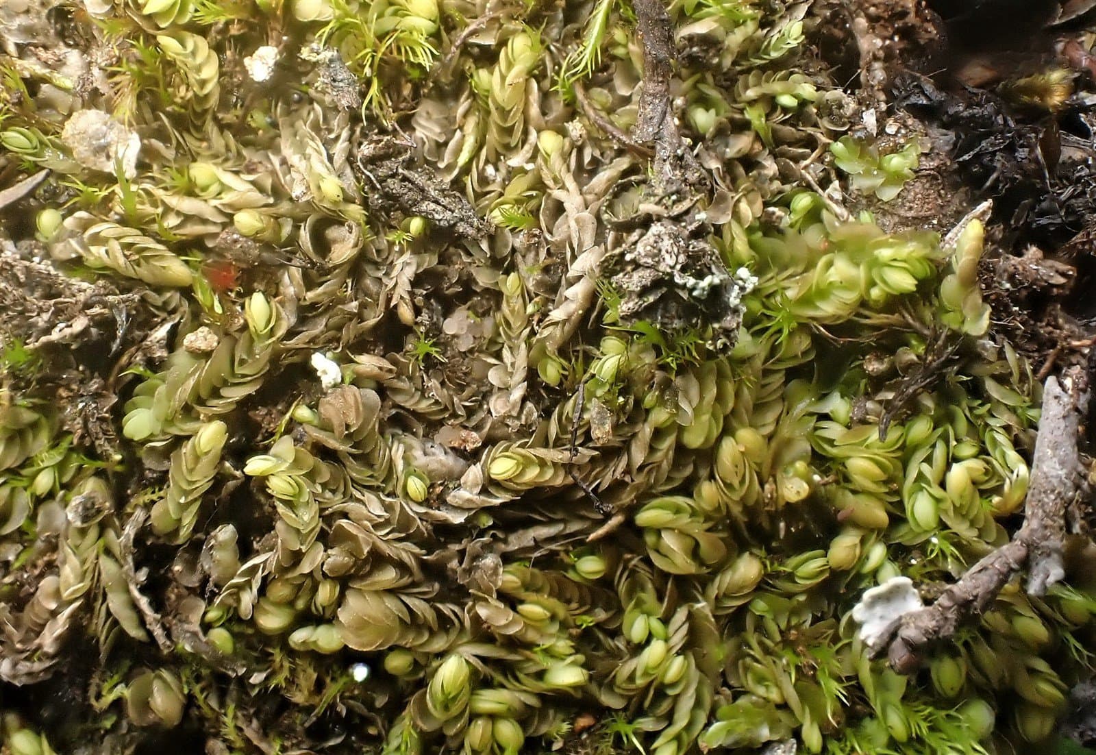 Arnellia fennica (Gottsche) Lindb.