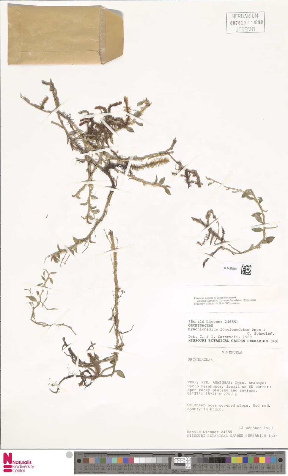 Brachionidium longicaudatum Ames & C.Schweinf.