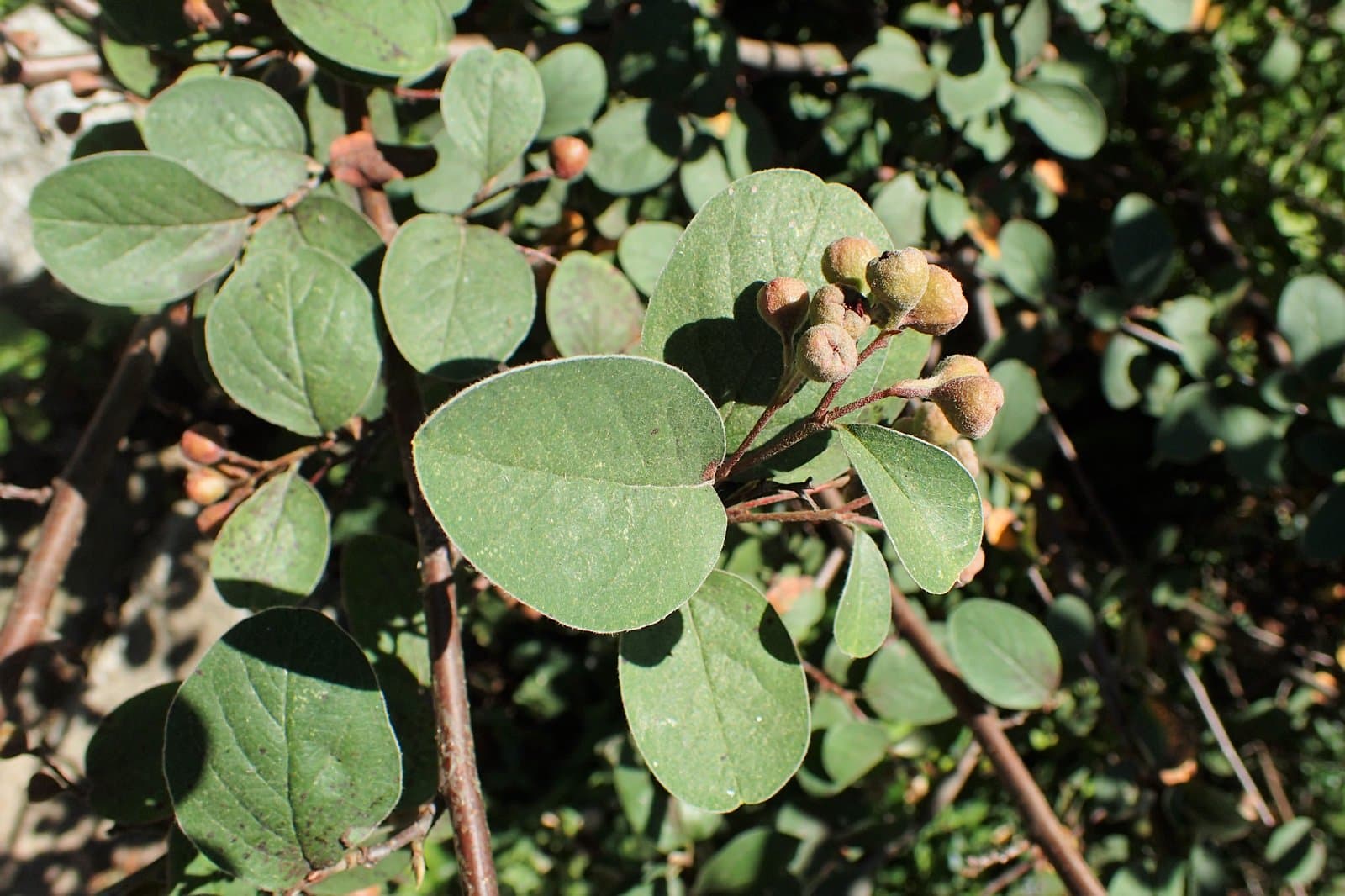 Cotoneaster nebrodensis (Guss.) Koch