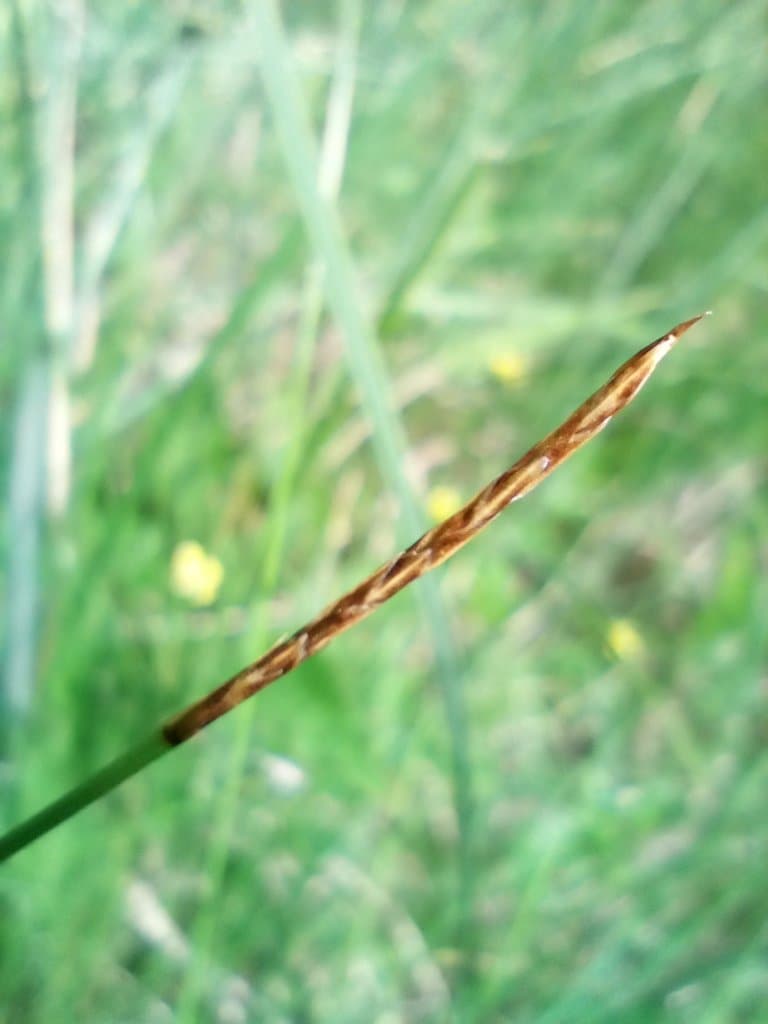 Carex davalliana Sm.