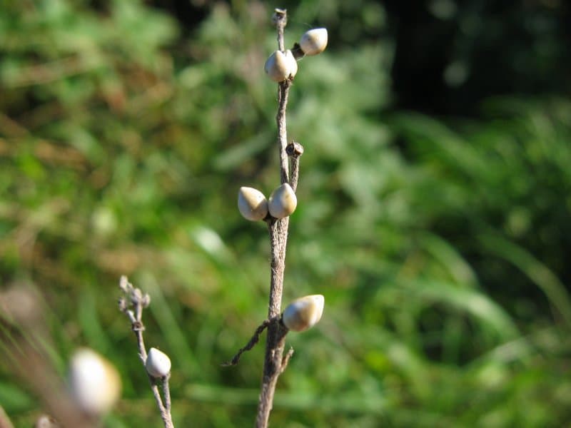 Lithospermum officinale L.