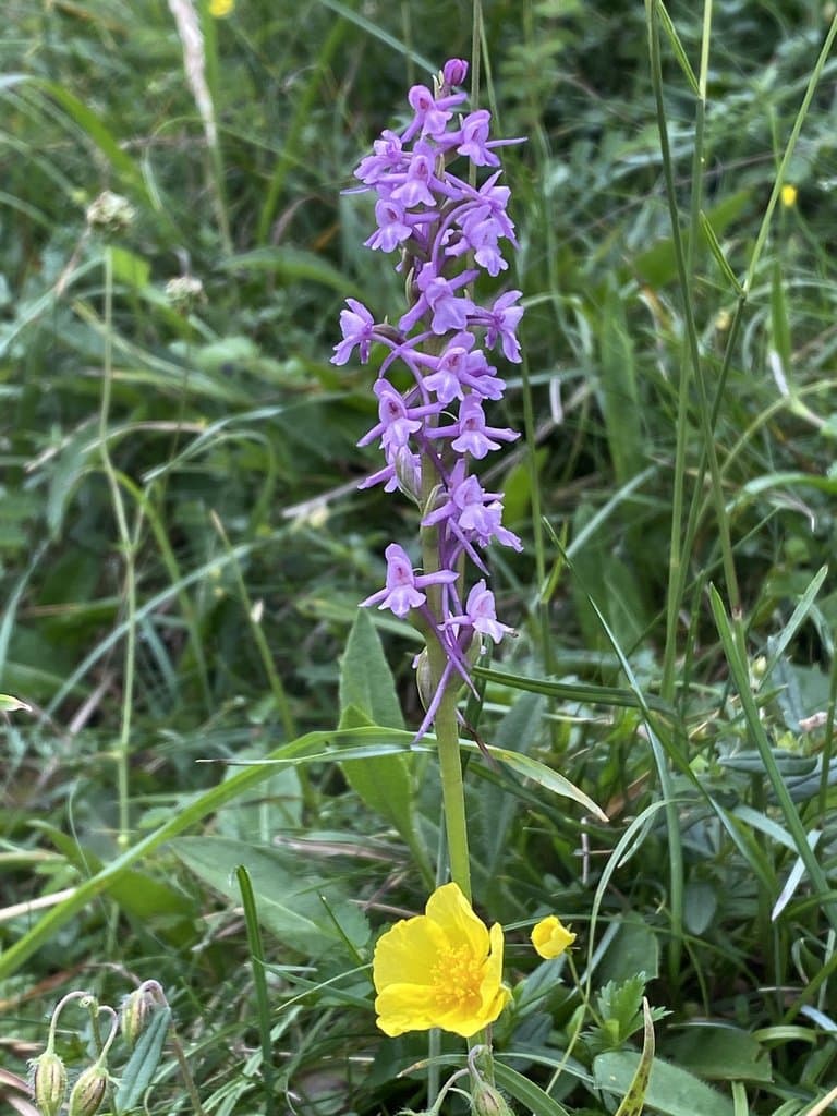 Gymnadenia conopsea (L.) R.Br.
