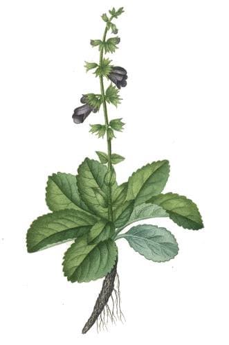 Horminum pyrenaicum L.