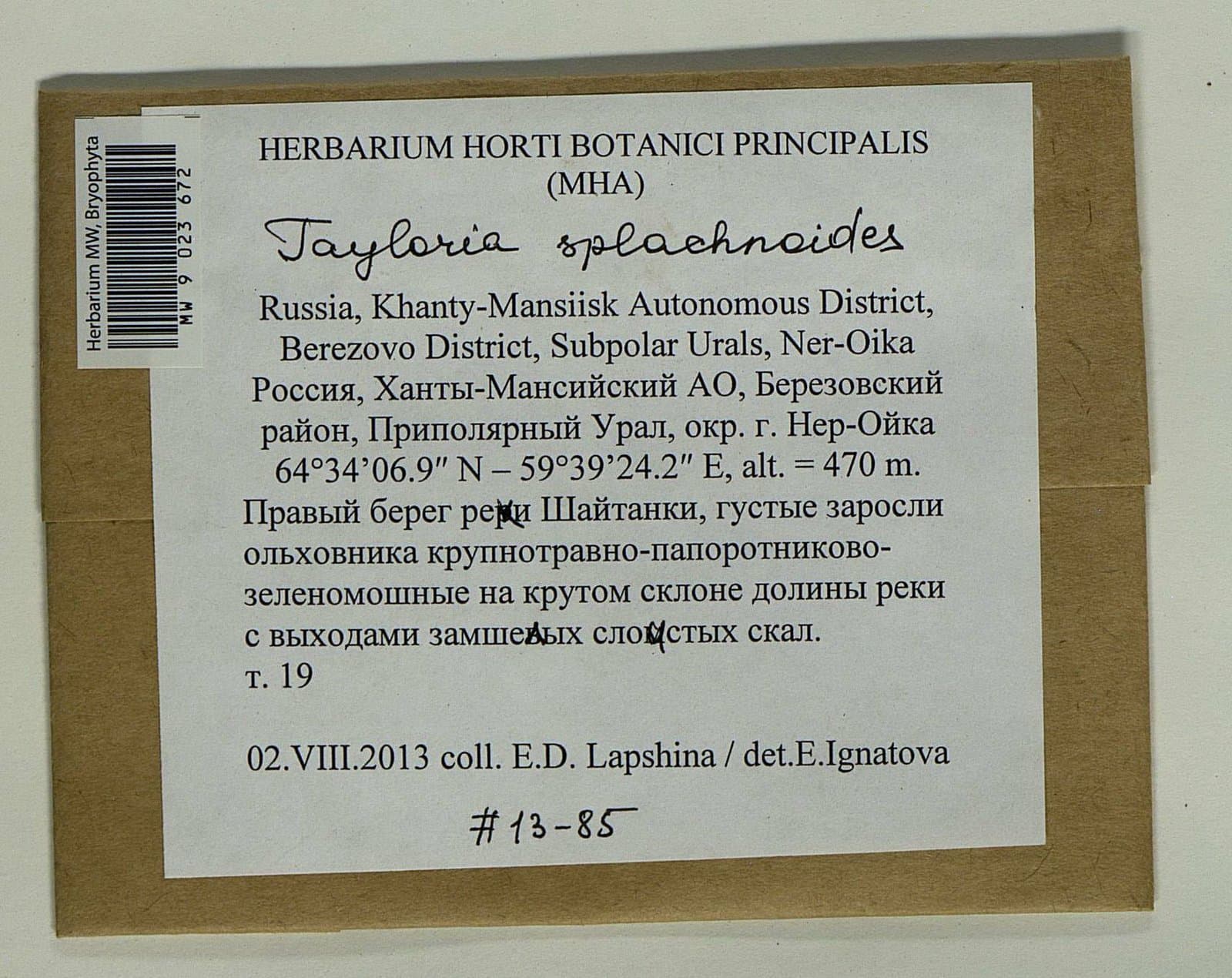 Tayloria splachnoides (Schleich. ex Schwägr.) Hook.