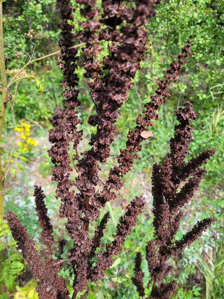 Rumex stenophyllus Ledeb.
