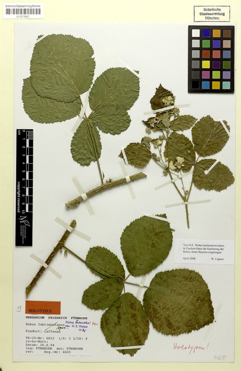 Rubus fuernrohrii H.E.Weber