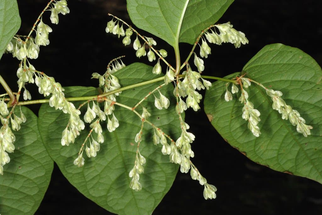 Reynoutria japonica Houtt.