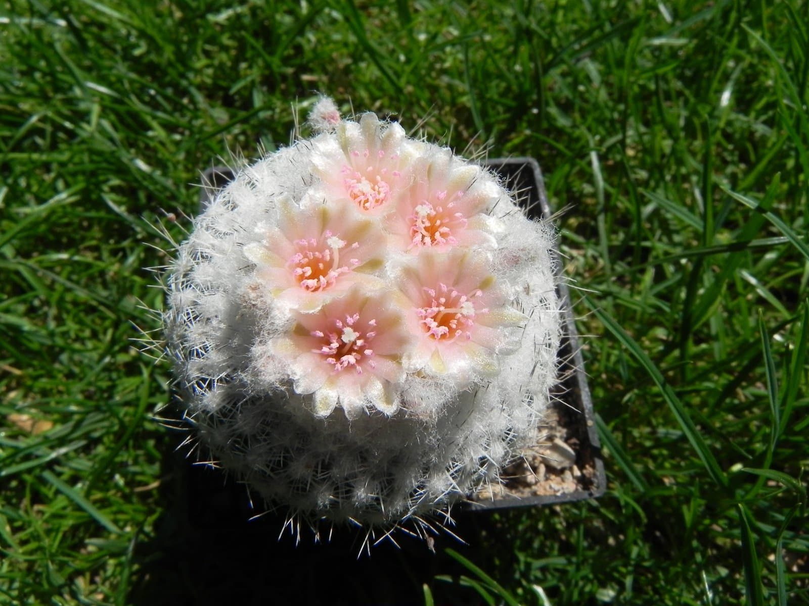 Epithelantha pachyrhiza (W.T.Marshall) Backeb.