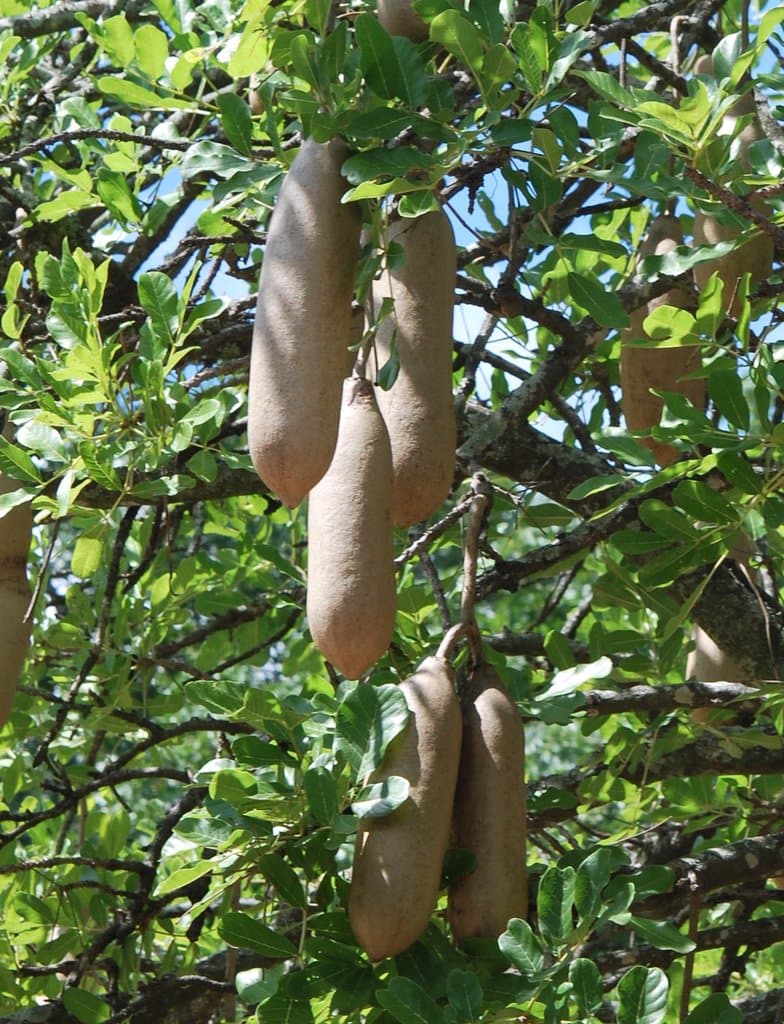 Kigelia africana (Lam.) Benth.