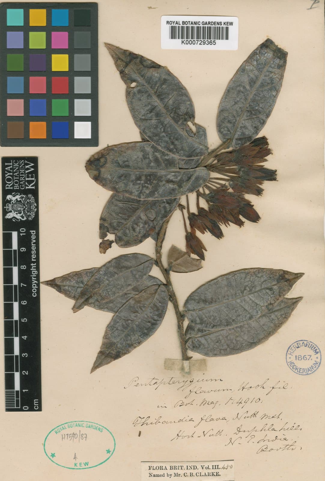 Agapetes flava (Hook.fil.) Sleumer