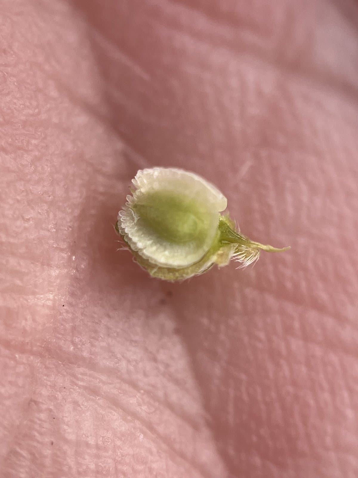 Cryptantha cycloptera (Greene) Greene