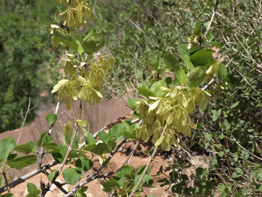 Fraxinus anomala Torr. ex S.Watson