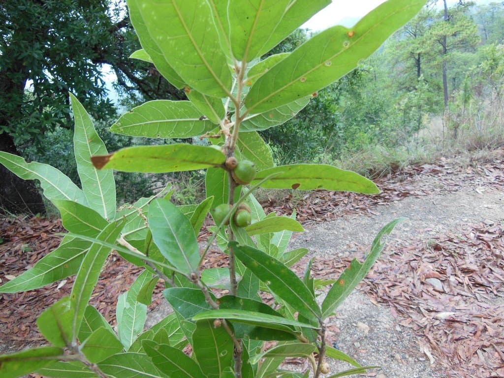 Quercus acherdophylla Trel.