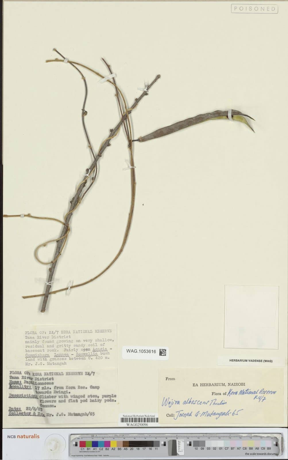 Wajira albescens Thulin