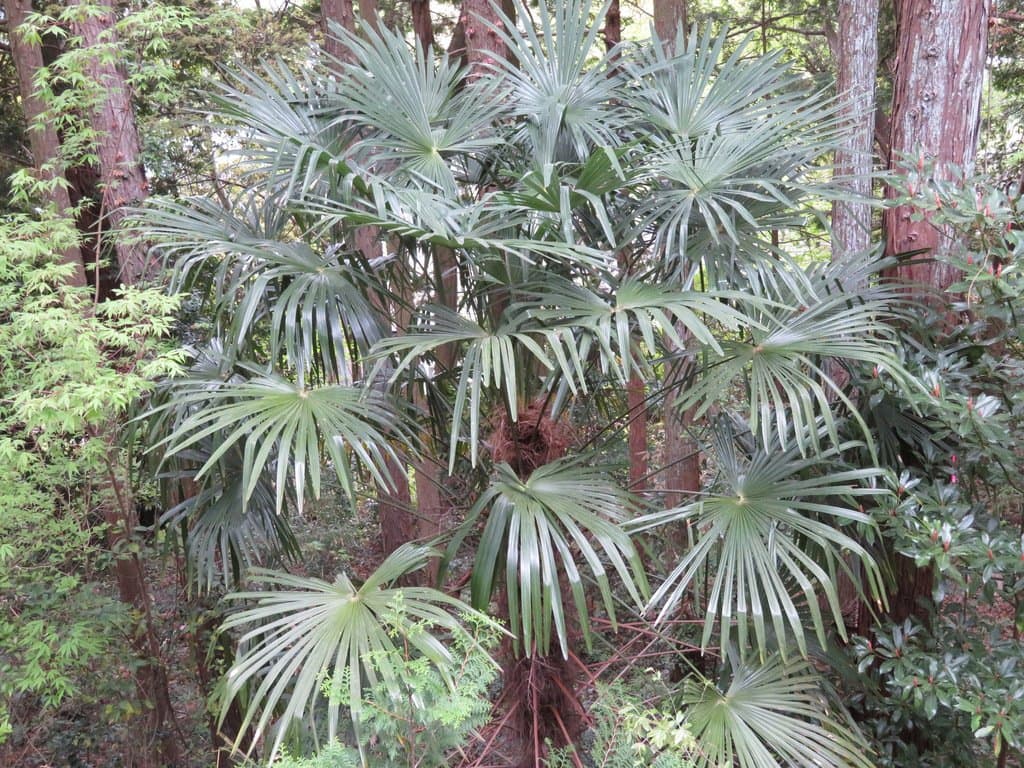 Trachycarpus fortunei (Hook.) H.Wendl.
