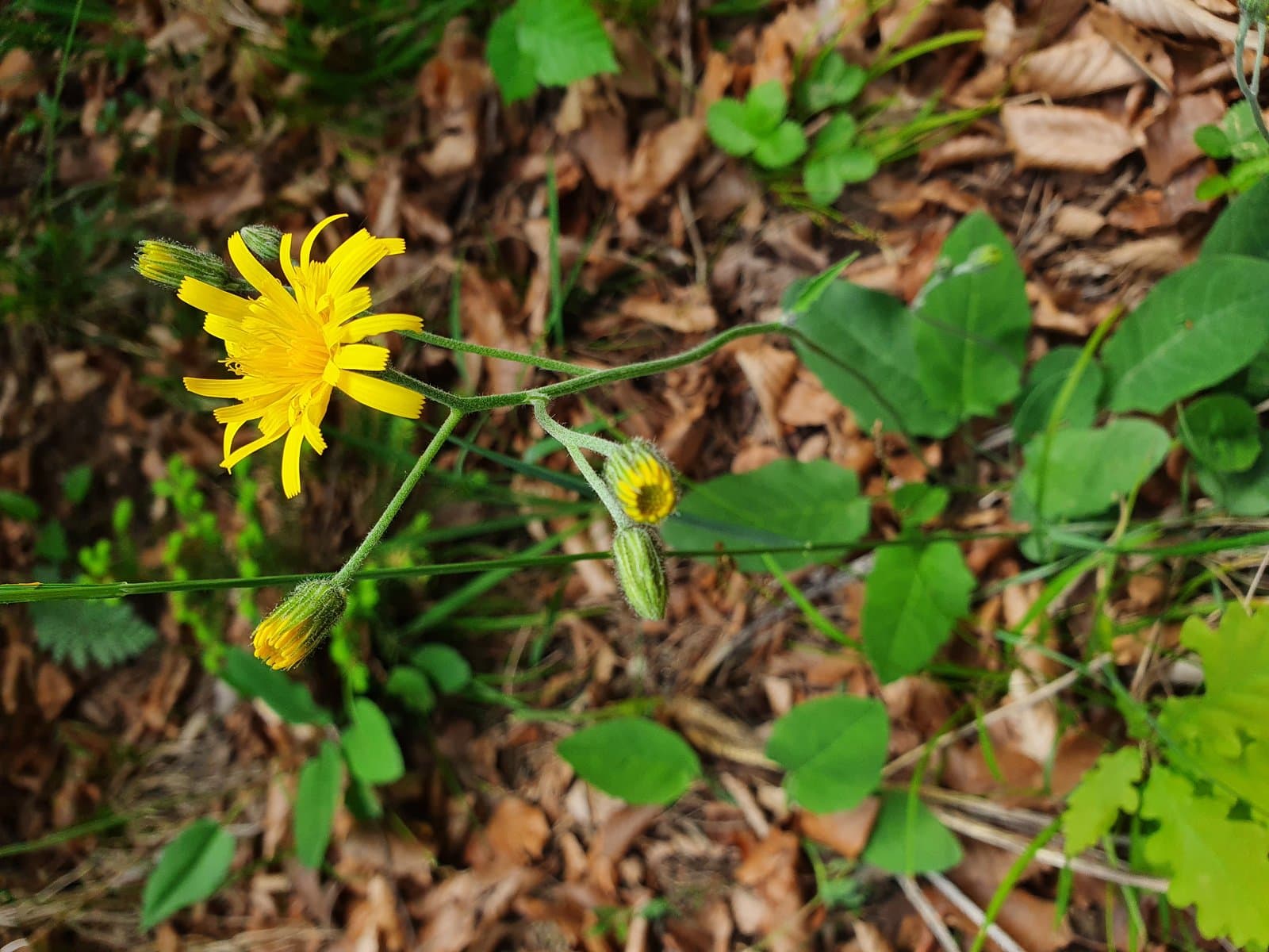 Hieracium hypochoeroides Gibson