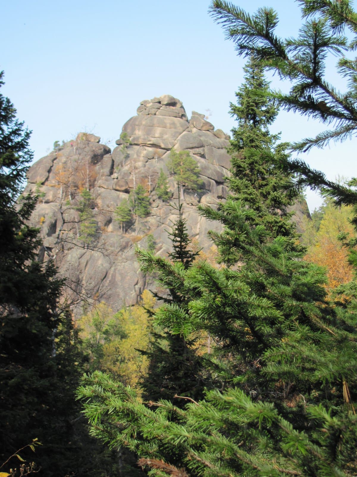 Abies sibirica Ledeb.