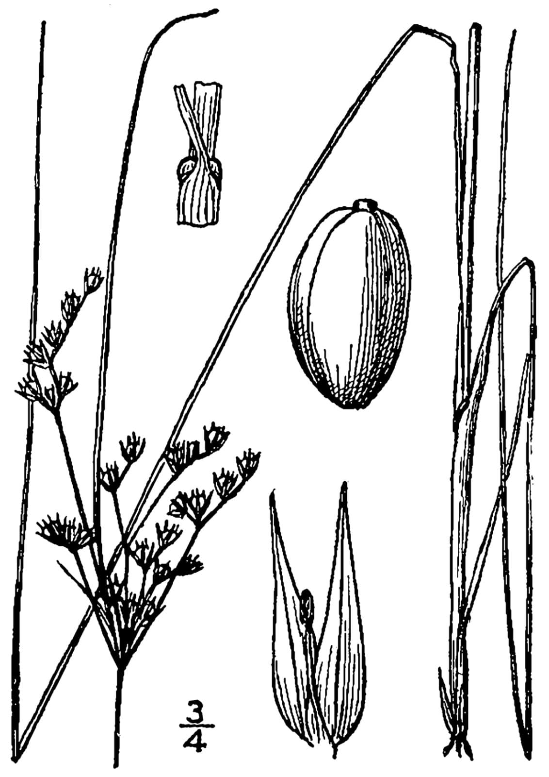 Juncus dudleyi Wiegand