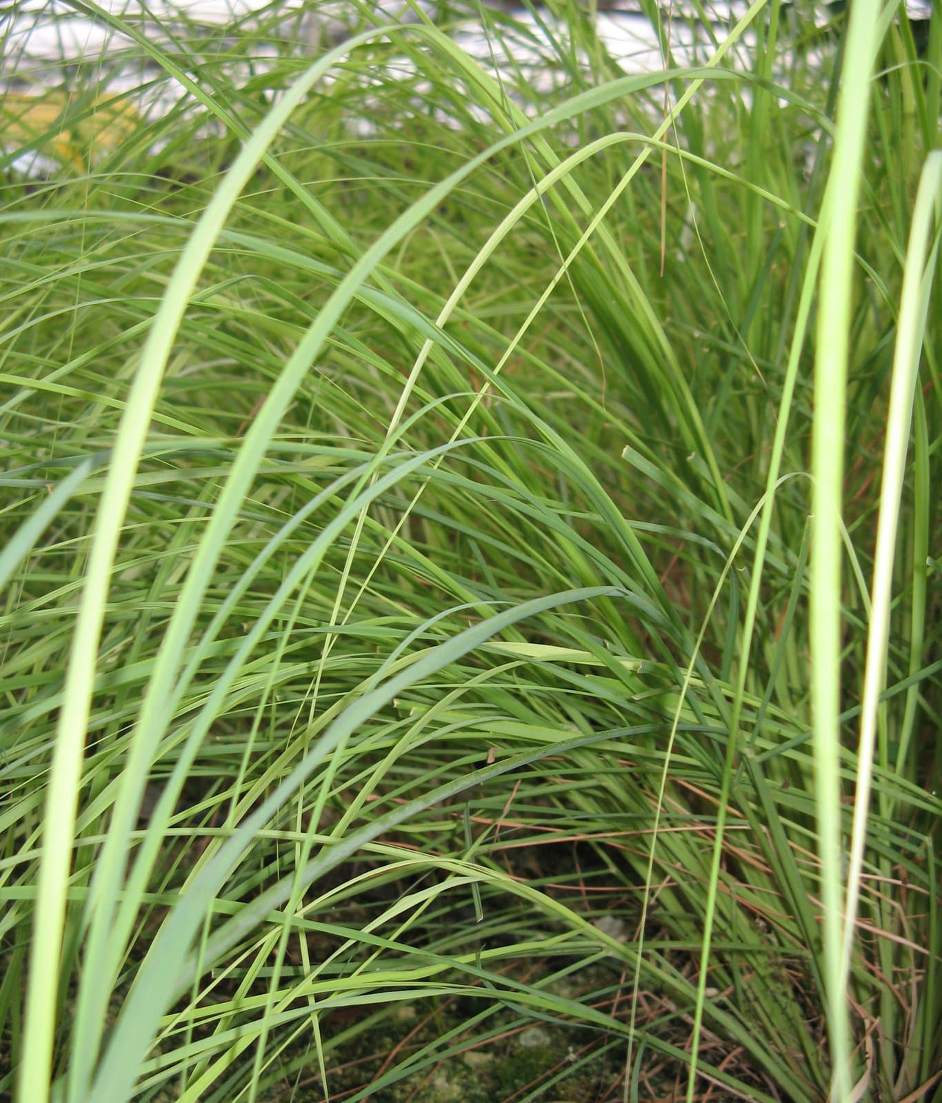 Cymbopogon schoenanthus (L.) Spreng.