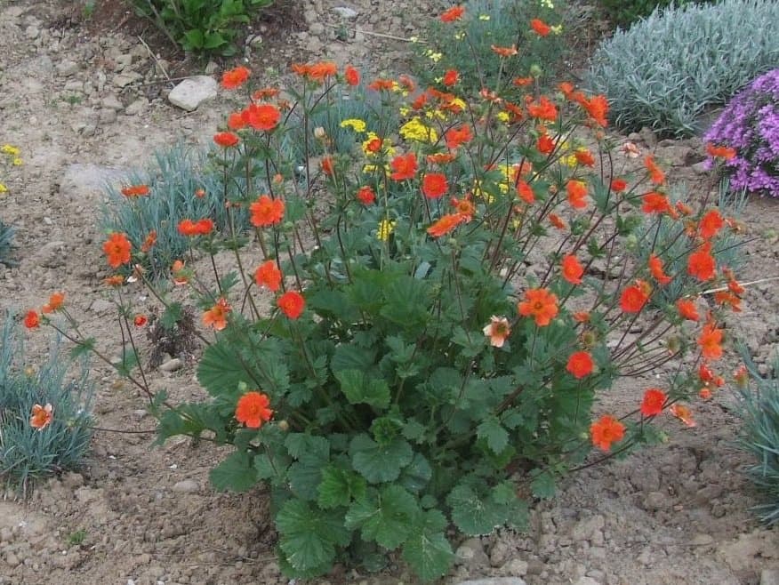 Geum coccineum Sibth. & Sm.