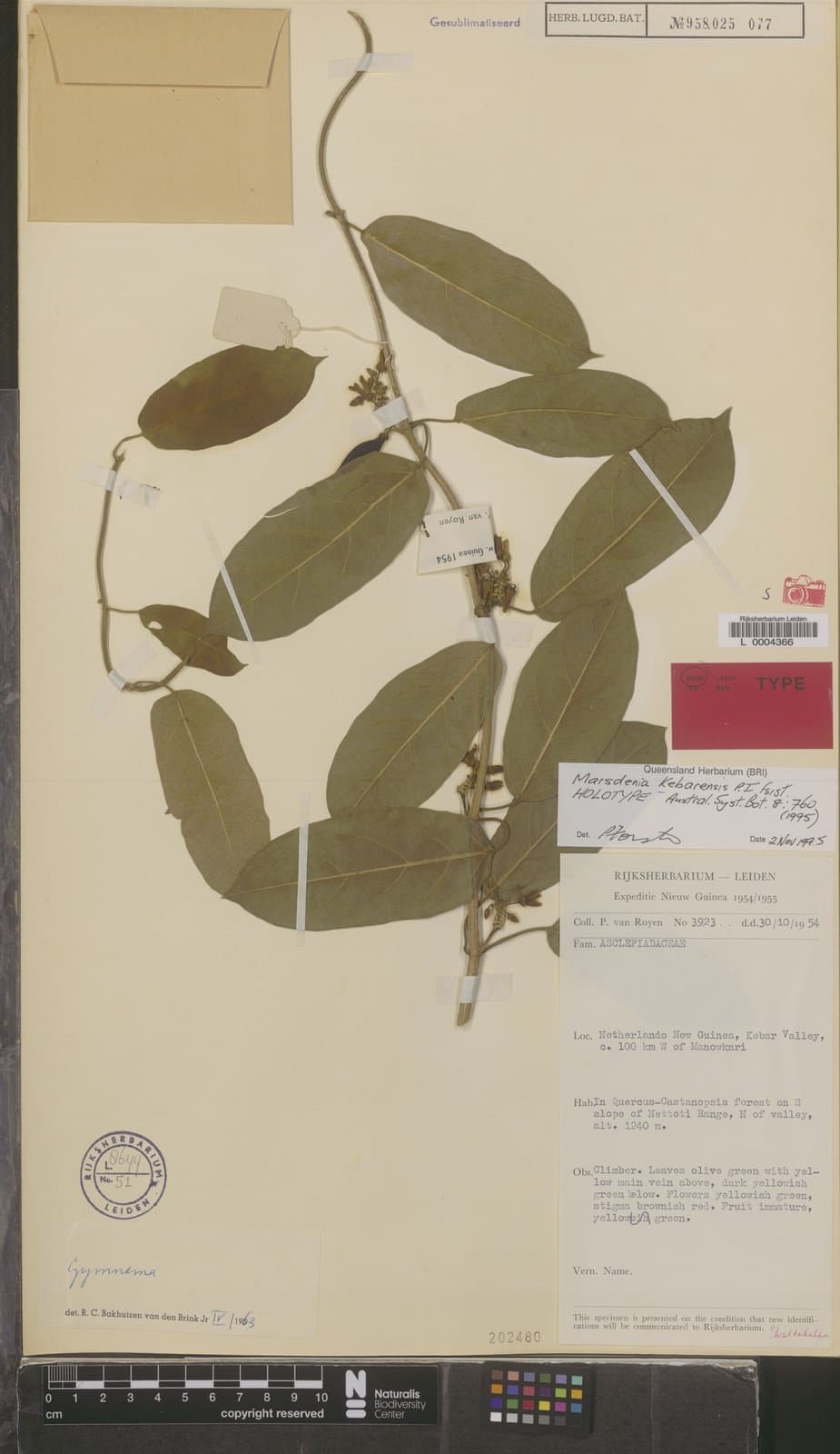 Leichhardtia kebarensis (P.I.Forst.) P.I.Forst.