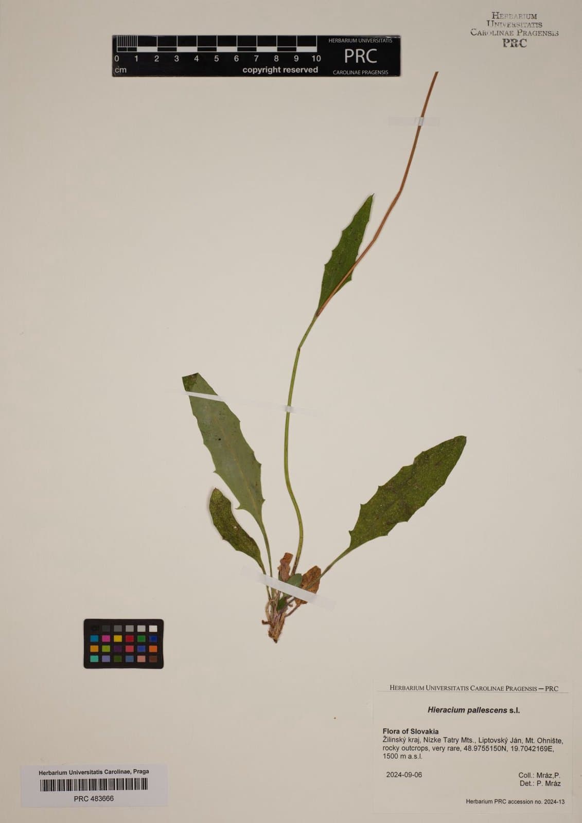 Hieracium pallescens Waldst. & Kit.
