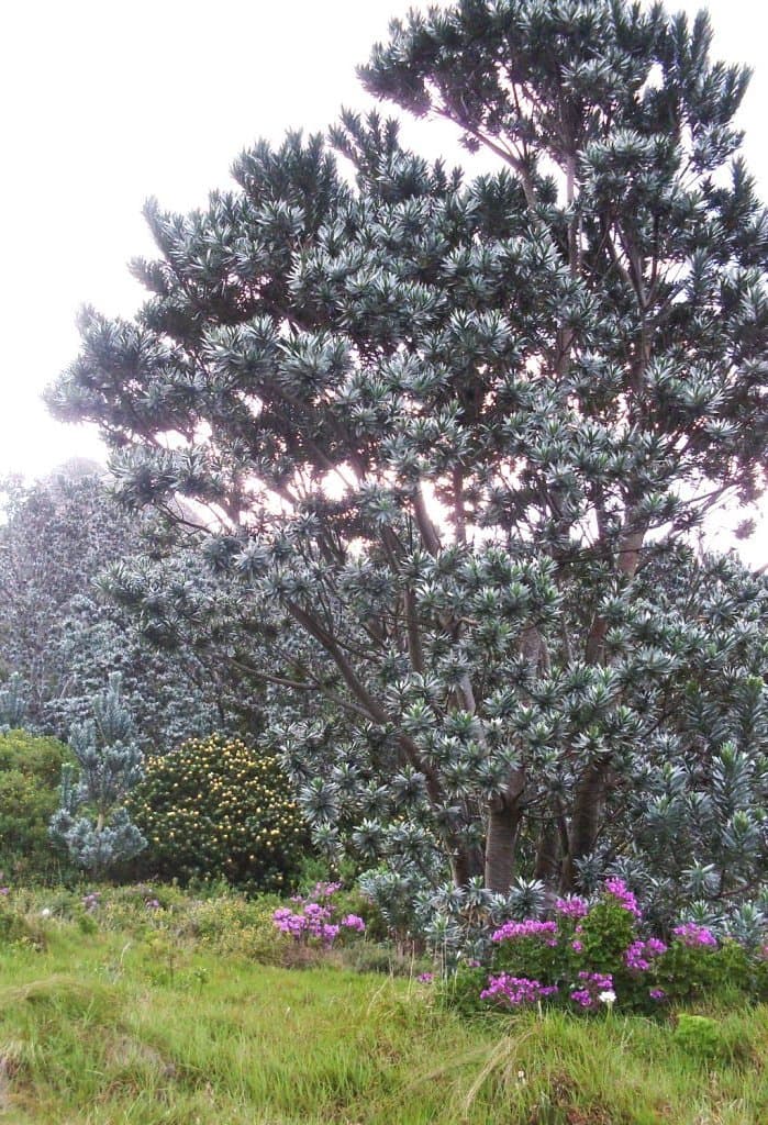 Leucadendron argenteum (L.) R.Br.