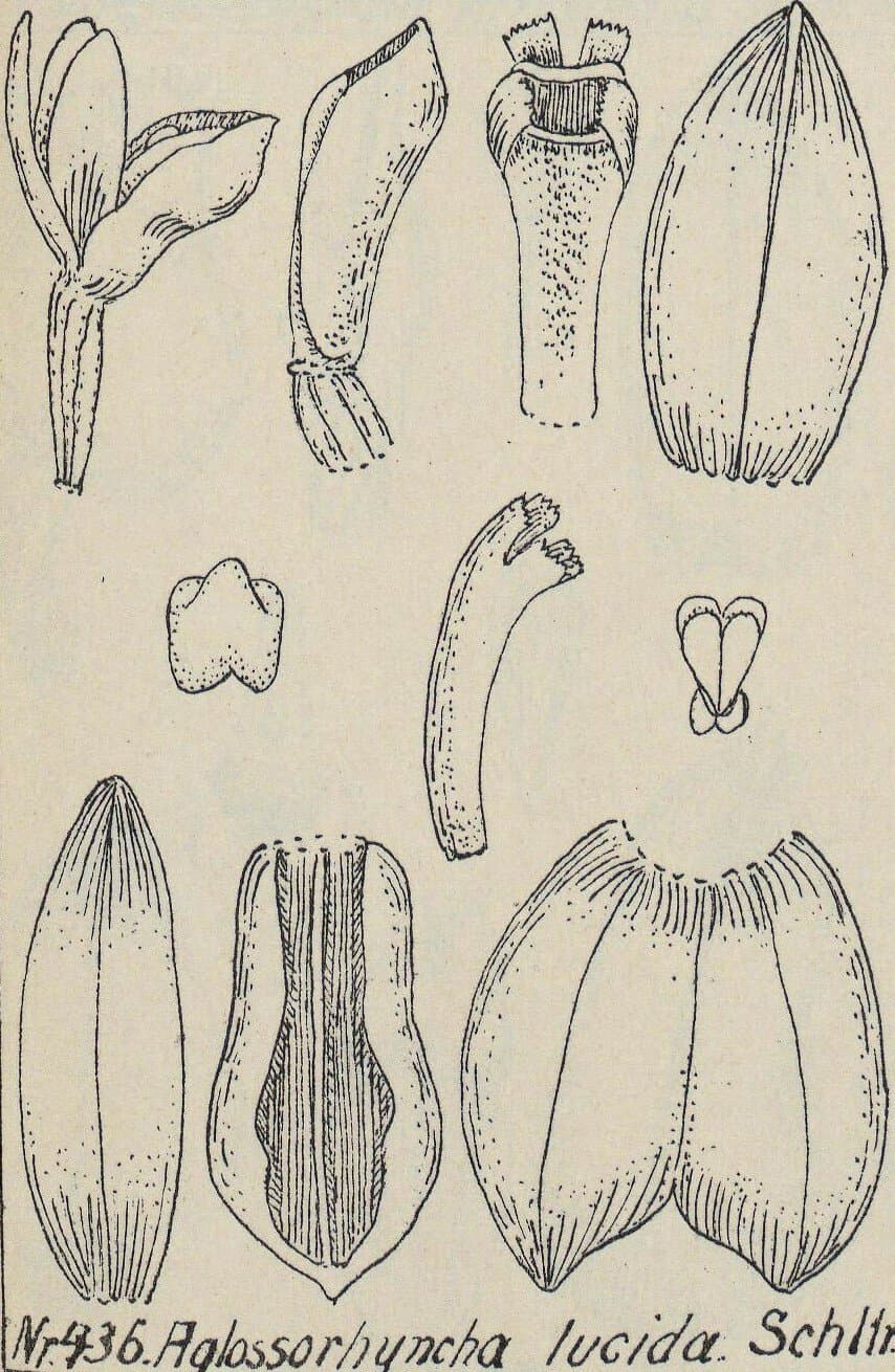 Aglossorrhyncha lucida Schltr.