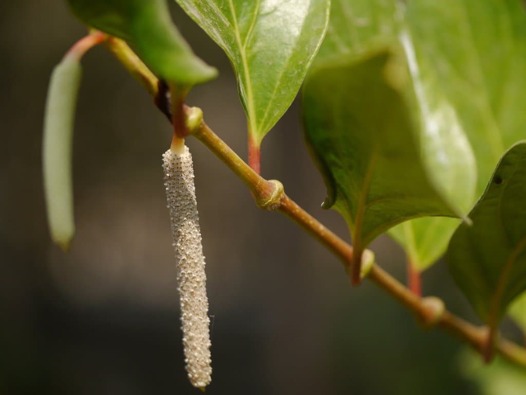 Piper cubeba L.fil.