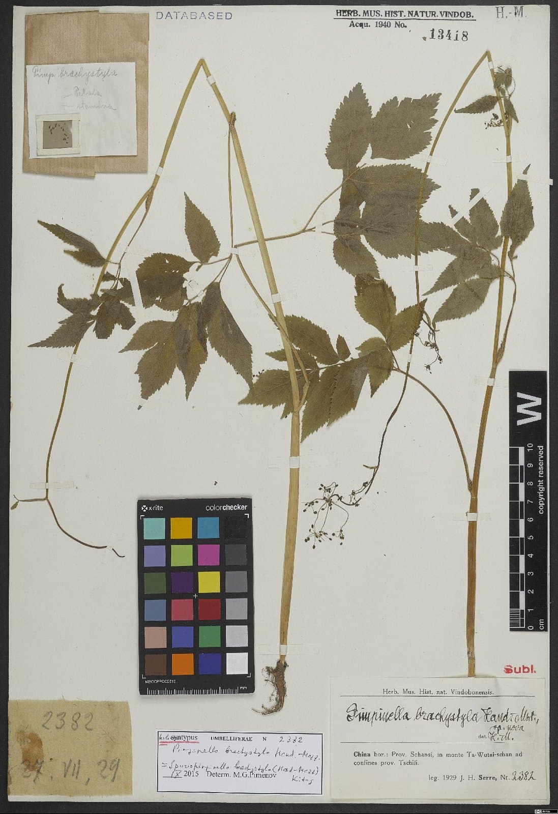 Spuriopimpinella brachystyla (Hand.-Mazz.) Kitag.