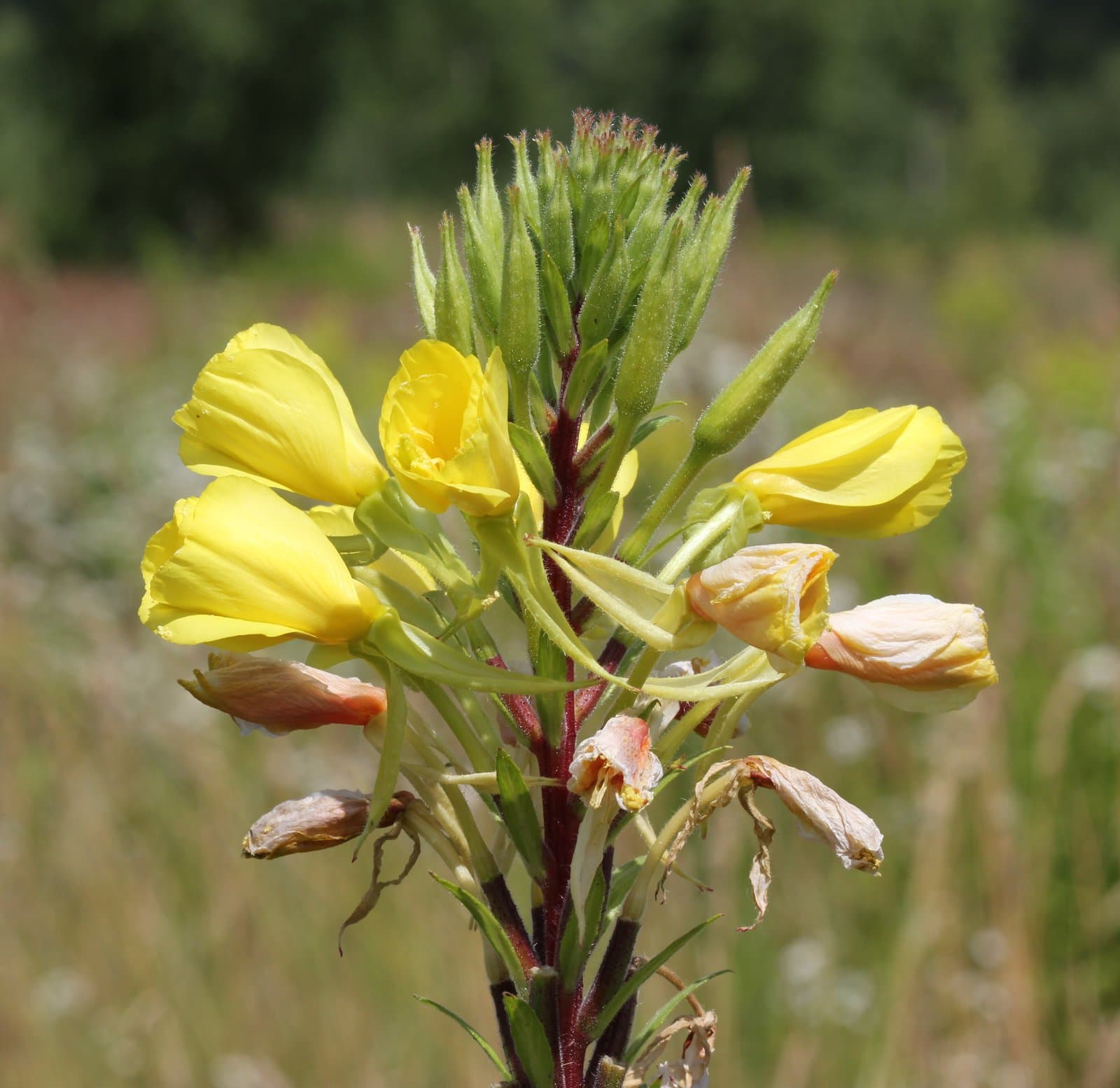 Oenothera ×rubricaulis Kleb.