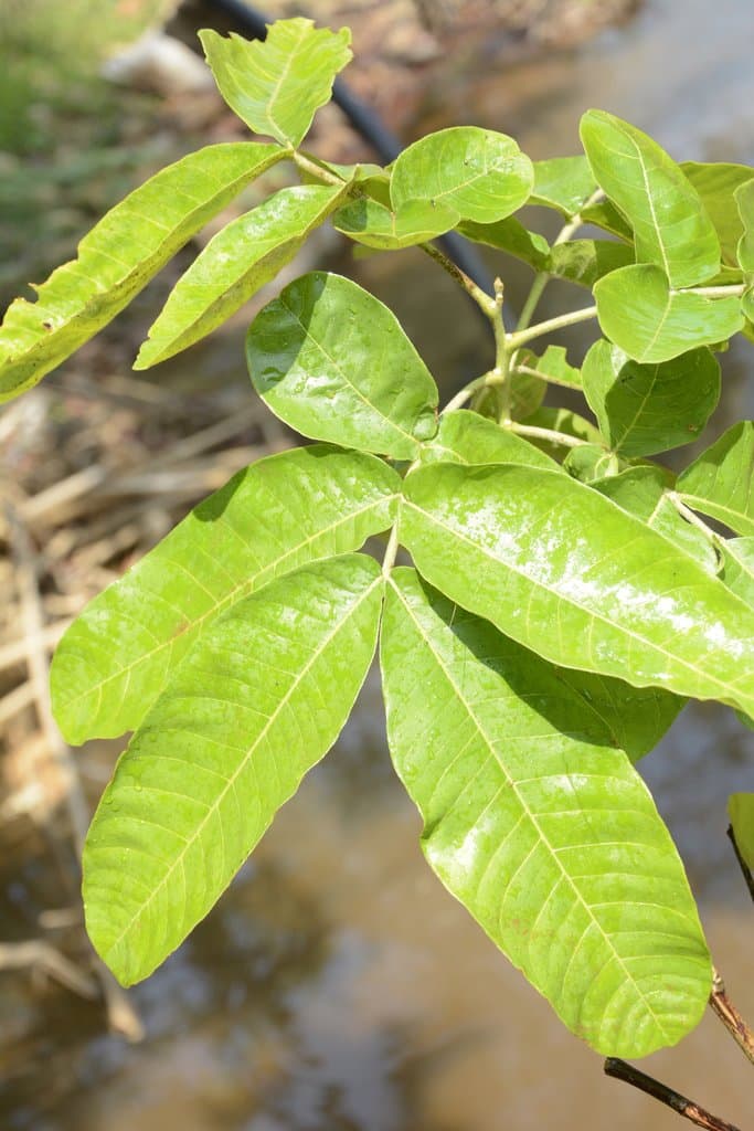 Schleichera oleosa (Lour.) Oken