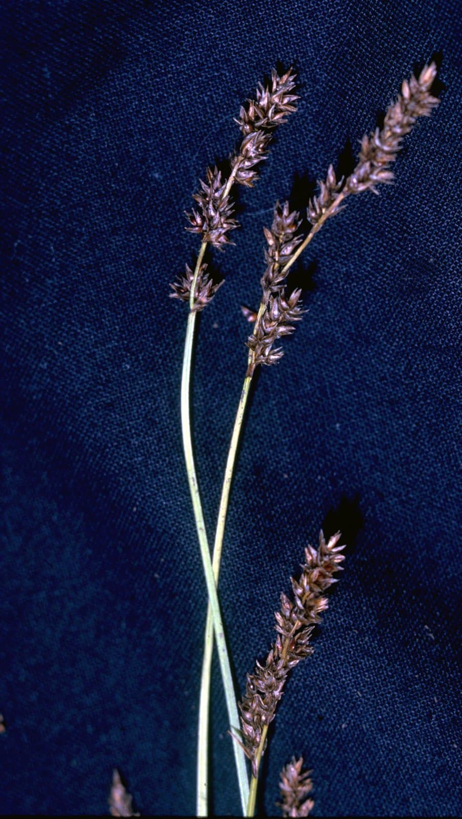 Carex diandra Schrank